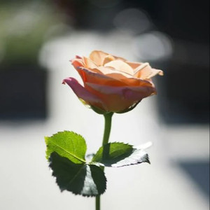 成人❌吸乳18禁羞羞网站直接看
